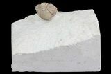 Bargain, Enrolled Lochovella (Reedops) Trilobite - Oklahoma #68618-2